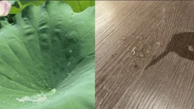 【探索VERDI&reg;】从疏水到防霉，自清洁纳米涂层全方位性能展示